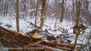 Jays having breakfast at the edge of the forest🧩🧩#jay #eurasianjay #feeder #сойка #кормушка