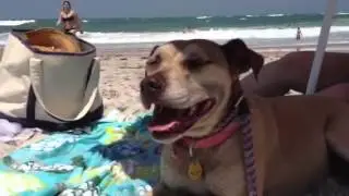 Amber and Angel at Vilano Beach