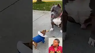 Funny Reaction Video #funny #memes #reaction #dog #animals