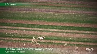 PROVE PRIMAVERILI -  SERBIA 2017 - CACCIA STARNE CONTINENTALI ITALIANI - 17 MARZO - BATTERIA 1