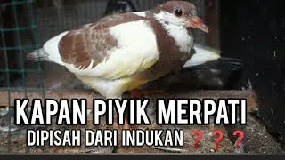🔴 kapan piyik merpati dipisah dari indukannya??