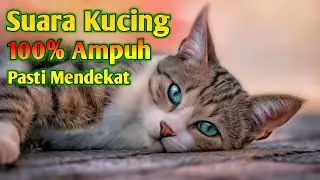 Suara Pikat Kucing Auto Nyamperin _ Suara Kucing Memanggil Temannya