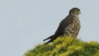 01/27/26 Black Merlin Falcon (Preen) Kent Wa 7423-169