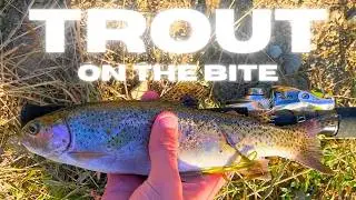 TROUT ARE ON THE BITE!