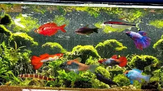 AKVARYUM ODASI SON DURUM - ÖNEMLİ DUYURU