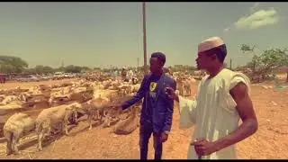 خروفك قدر ظرووفك🐑