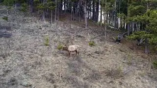 Aerial view of a wild deer grazing in a forest meadow.