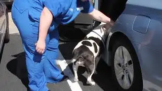 Platelet Rich Plasma Therapy (PRP) - full before and after videos of an arthritic 8 year old canine