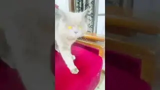Kalukaliya #loveofflife977#viralshort #like #catlifegoals #catlover #catshorts