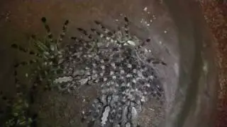 P. regalis communal update