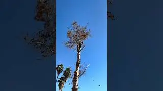 Pine Tree Removal