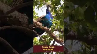 Cheer Ghat Vrindavan | Untold Story of Radha Krishna&rsquo;s Divine Holi #shorts