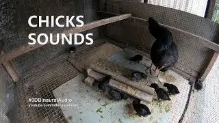 Baby Chicks Sounds - Baby Chicken Chirping Noises (Almost 1 Hour)