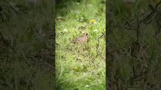 Colombian Horned Lark - Birds of Colombia - Manakin Nature Tours