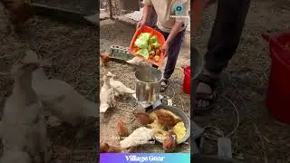 That Veggie-Obliterating Machine is My New Favorite Gadget!😂Those Chickens Are Eating GOOD! #gadget
