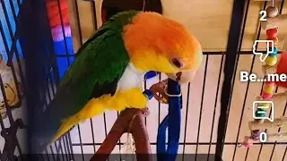 Felix#charot#chat #chaton   #parrots #miniparrot  #caiques  #oiseau # Exotic #cats #persan 🦜🐱