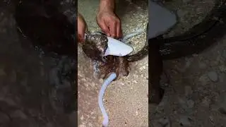 В этом существе скрыт настоящий природный кладезь кальция.