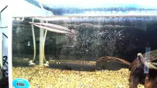 Spotted pike-characin