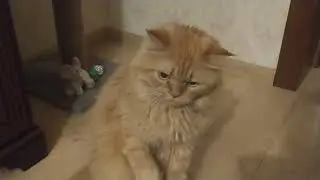 Рыжик игровой кот