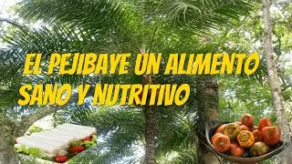 El palmito de pejibaye un alimento sano y nutritivo