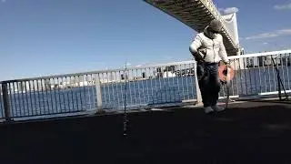 【初芝浦公園釣場㊗️初釣果トチ鮫】　やったね🎊😷🦈久しぶりの海釣り　60cm#鮫 #釣り #釣果 #トチ鮫#レインボーブリッジ