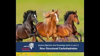 EqNC's Equine Digestion & Physiology: Non-Structural Carbohydrates