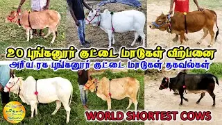 20 புங்கனூர் குட்டை ரக மாடுகள் விற்பனை | தகவல்கள் | World shortest cows | Punganur cows for sale