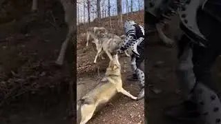 olf Pack Surrounds and Grabs Spike Man 😱😱🐺 #funny #trending #shorts