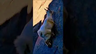 Gravity-Defying Goat Climbs a Vertical Cliff Like It&rsquo;s Nothing!#Shorts #EpicNature #ClimbingGoat