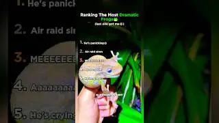Пять самых жизнерадостных лягушек!