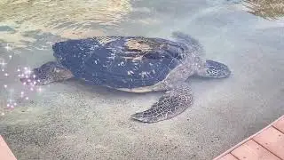 Enoshima Aquarium