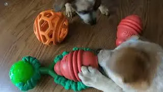 66 Days Old Australian Cattle Dog Miniature Puppy 4/29/2022 Part 2