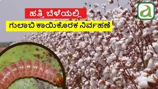 ಹತ್ತಿ ಬೆಳೆಯಲ್ಲಿ ಗುಲಾಬಿ ಕಾಯಿಕೊರಕ ನಿರ್ವಹಣೆ,| Pink Bollworm control Cotton insect | #cotton cultivation