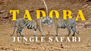 Tadoba Jungle Safari | Tadoba Andhari Tiger Reserve | Moharli Gate - Tadoba NationalPark🐅