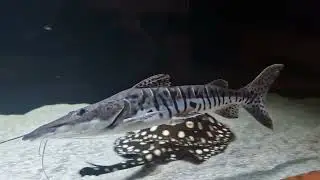 @tigerspatelwels @monsterfish @arowana @datnioides @potamotrygon @Catfish @cichla