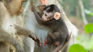 Monkey Spring She Love Baby Jody But  Baby Monkey Jody Scare Spring Will Kidnaper, Mom Jane Normal..