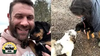 День усыновления одного из маленьких щенков ротвейлера! | Дом Эшера