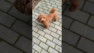 So CUTE!  MUST WATCH!  #animals #cute #fun
