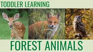 Adorable Woodland Creatures | Forest Animals Learning Video for Toddlers & Babies | TODDLERTOPIA