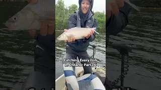 Part 16: Catching Every Fish in Ontario (Whitefish)