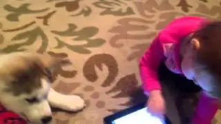 Cute puppy curiosity