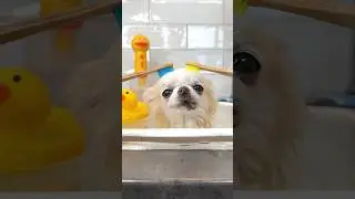 A moment to unwind for tiny Cedric 💛 #bath #dog #zen #dogshorts