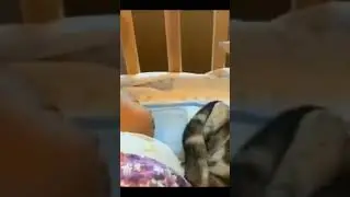 When newborn replaces you |#cats #cat #catlovers #shorts #catshorts