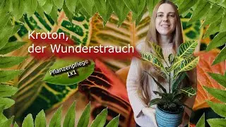 Kroton, der Wunderstrauch | Codiaeum variegatum | Pflanzenpflege 1x1