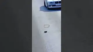 Котёнок попал под машину, но каким-то образом выжил