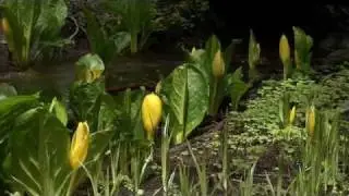 Skunk Cabbage - May 2011