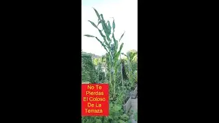 HUERTO URBANO BONIATO, PAPAYA, COLIRABANO