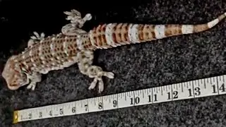 Biggest Leopard Geckos Lizard Pakistani Indonesia Malaysia Buy Sell Reptiles Animals Insects Rates