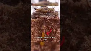 Grasshopper Reproduction Stages #short
