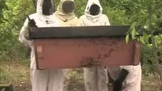 Beekeeping in Malawi